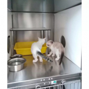 Perchoir pour chats pour cages