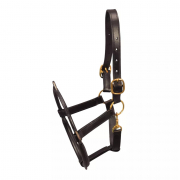 Licol dentaire pour chevaux