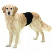 Slip d’incontinence pour chiens mâles – Hygiène, confort et maintien pour les petites pertes urinair