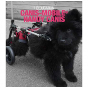 Chariot pour chiens à mobilité réduite
