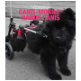 Chariot pour chiens à mobilité réduite
