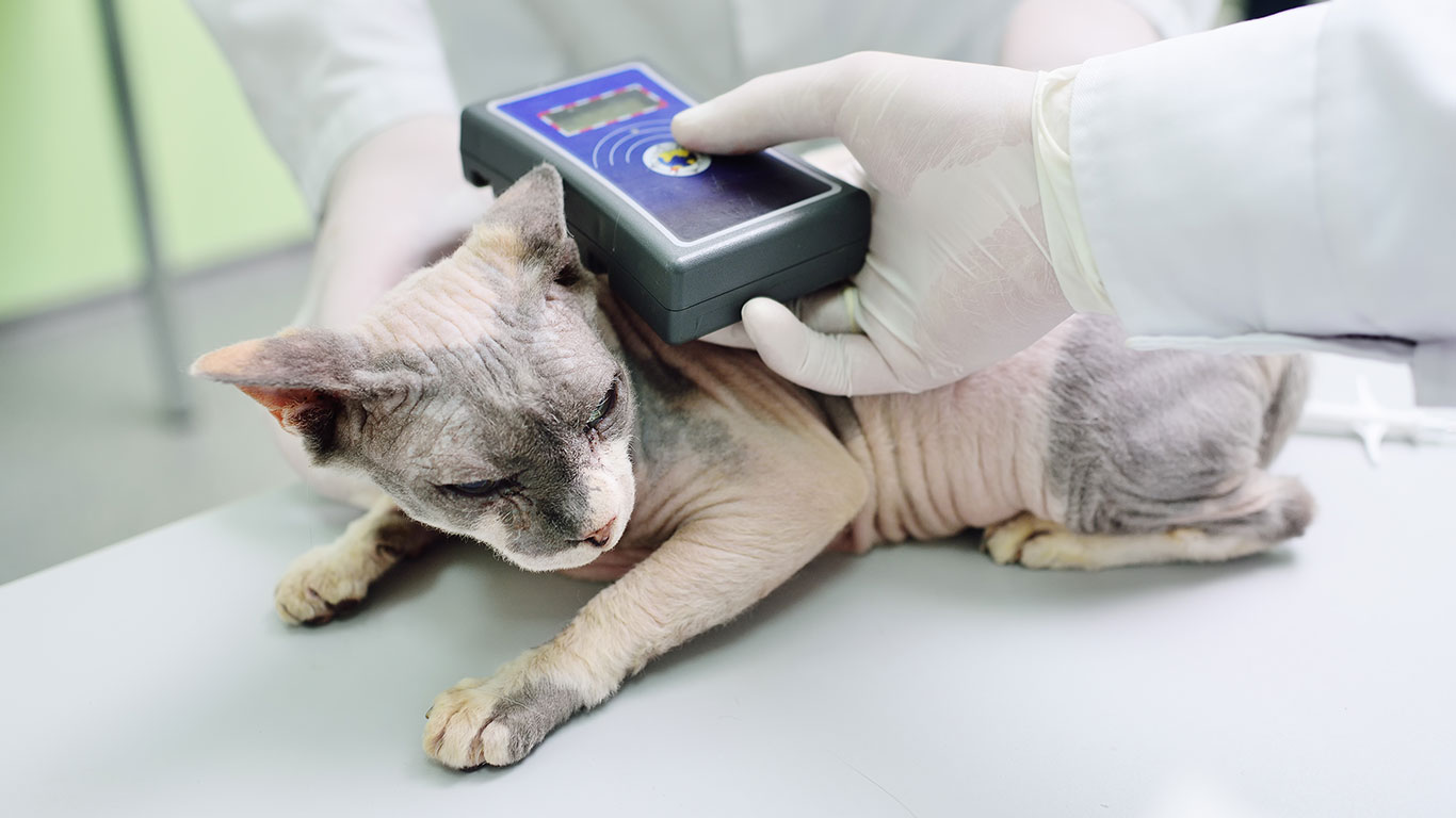 Les outils de diagnostic indispensables pour détecter les maladies animales : Technologies et choix