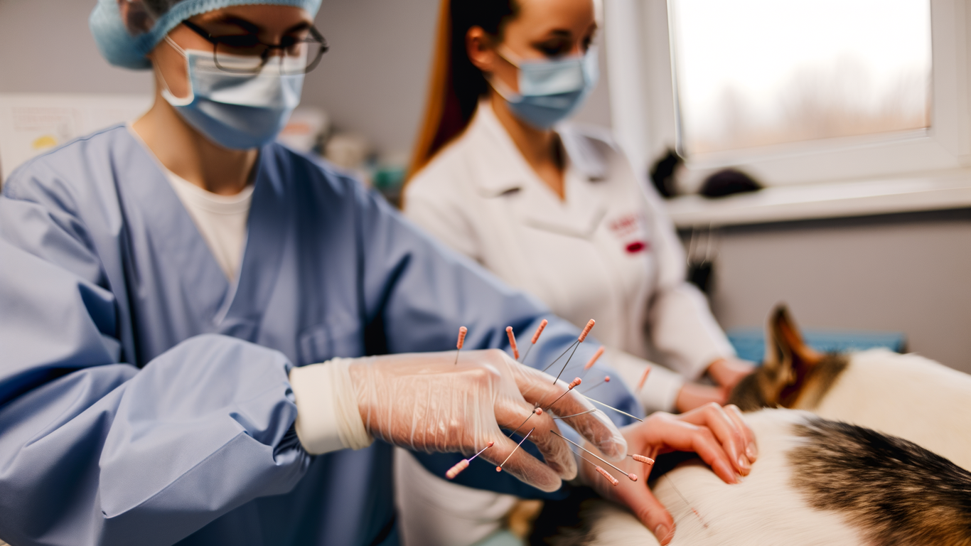 Modèles d'acupuncture vétérinaires et bien-être animal : comment assurer un traitement optimal