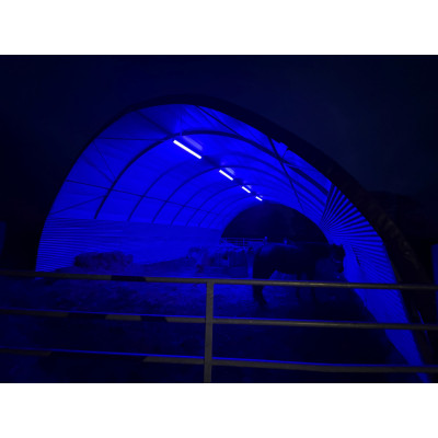 Eclairage LED équin photostimulant