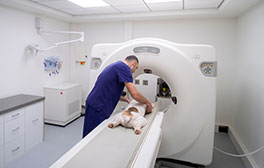 Equipements imagerie vétérinaire