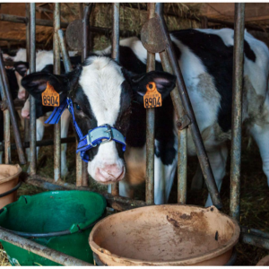 Equipements pour animaux d'élevage 