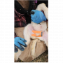 /equipements-pour-animaux-d-elevage/mini-securisateur-de-testicules-pour-agneaux-p-4003254.1-600x600.png