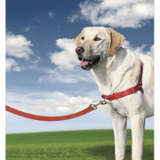 Harnais d'éducation pour chiens
