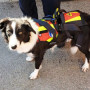 /harnais-colliers-et-laisses-pour-chiens/harnais-de-portage-et-treuillage-salvatex-pour-chiens-securite-et-confort-p-4002008.2-600x600.jpg