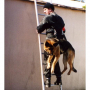 /harnais-colliers-et-laisses-pour-chiens/harnais-de-portage-pour-chiens-d-intervention-securite-et-franchissement-p-4002019.1-600x600.jpg