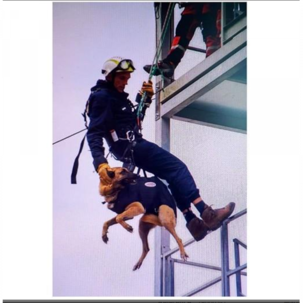 Harnais Hélitreuillage Professionnel pour Chien d'Intervention sur