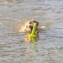 /jeux-pour-chiens/jouet-flottant-resistant-pour-chien-aqua-toy-mot-aqua-29-cm-p-4003181.1-600x600.jpg