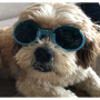 /laser-veterinaire/lunettes-de-protection-petite-taille-avec-filtres-pour-animaux-p-4001239.1-600x600.jpg