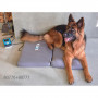 /magnetotherapie/kit-de-base-de-magnetotherapie-veterinaire-p-4000153.4-600x600.jpg