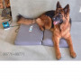 /magnetotherapie/matelas-pour-magnetotherapie-kora-mat-p-4000154.1-600x600.jpg