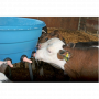 /materiel-d-elevage/bac-d-allaitement-p-4004038.1-600x600.png