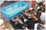 /materiel-d-elevage/bac-d-allaitement-p-4004038.4-600x600.png