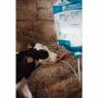 /materiel-d-elevage/sacs-pour-colostrum-avec-embout-et-tube-antahi-p-4004037.3-600x600.png
