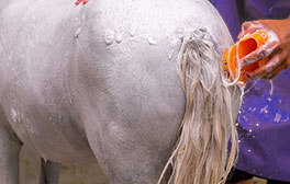 Matériels pour chevaux