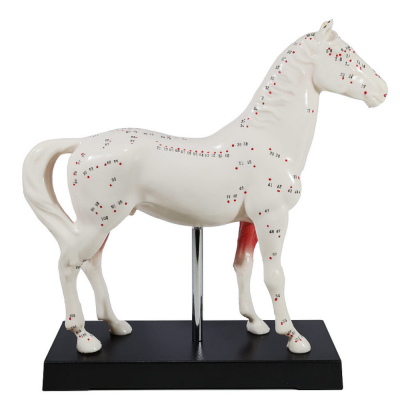 Modèle d’Acupuncture Cheval en Deux Parties – Points Clés et Anatomie Interne – Formation Vétérinair