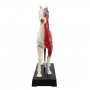 /modeles-d-acupuncture-veterinaires/modele-d-acupuncture-cheval-en-deux-parties-points-cles-et-anatomie-interne-formation-veterinair-p-4001571.1-600x600.jpg
