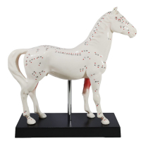 Modèle d’Acupuncture Cheval en Deux Parties – Points Clés et Anatomie Interne – Formation Vétérinair