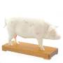Modèle d’Acupuncture Cochon en Deux Parties – Points Clés et Anatomie Interne – Formation Vétérinair