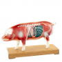 /modeles-d-acupuncture-veterinaires/modele-d-acupuncture-cochon-en-deux-parties-points-cles-et-anatomie-interne-formation-veterinair-p-4001573.1-600x600.jpg