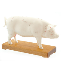 Modèle d’Acupuncture Cochon en Deux Parties – Points Clés et Anatomie Interne – Formation Vétérinair