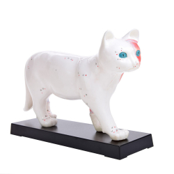 Modèle d'acupuncture de chat en 2 parties