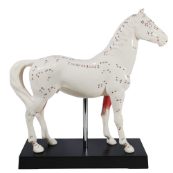 Modèle d'acupuncture de cheval en 2 parties