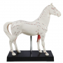 Modèle d'acupuncture de cheval en 2 parties