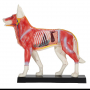 /modeles-d-acupuncture-veterinaires/modele-d-acupuncture-de-chien-en-2-parties-p-4001569.1-600x600.jpg