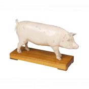 Modèle d'acupuncture de cochon