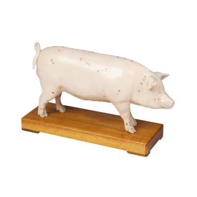 Modèle d'acupuncture de cochon