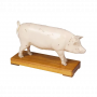 Modèle d'acupuncture de cochon