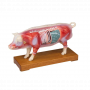 /modeles-d-acupuncture-veterinaires/modele-d-acupuncture-de-cochon-p-4004405.1-600x600.png