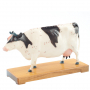 Modèle d'acupuncture de la vache en 2 parties
