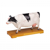 Modèle d'acupuncture de vache