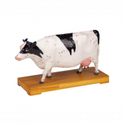 Modèle d'acupuncture de vache