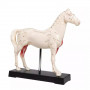 Modèle d’acupuncture du cheval de 25 cm