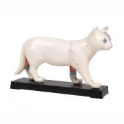 Modèle d'acupuncture pour chat