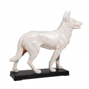 Modèle d'acupuncture pour chien
