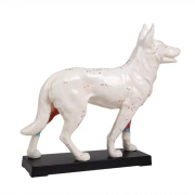 Modèle d'acupuncture pour chien