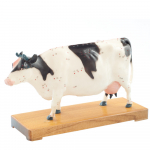 Modèle d’Acupuncture Vache en Deux Parties – Points Clés et Anatomie Interne – Formation Vétérinaire