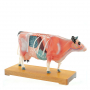 /modeles-d-acupuncture-veterinaires/modele-d-acupuncture-vache-en-deux-parties-points-cles-et-anatomie-interne-formation-veterinaire-p-4001572.1-600x600.jpg