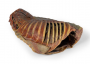 /modeles-d-anatomie-veterinaires-/cavite-thoracique-canine-cote-droit-p-4004143.3-600x600.png