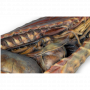 /modeles-d-anatomie-veterinaires-/cavite-thoracique-canine-cote-droit-p-4004143.4-600x600.png