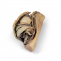 /modeles-d-anatomie-veterinaires-/cavite-thoracique-canine-cote-gauche-p-4004140.1-600x600.png