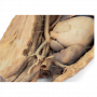 /modeles-d-anatomie-veterinaires-/cavite-thoracique-canine-cote-gauche-p-4004140.2-600x600.png